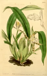 Illustration von Aspasia variegata